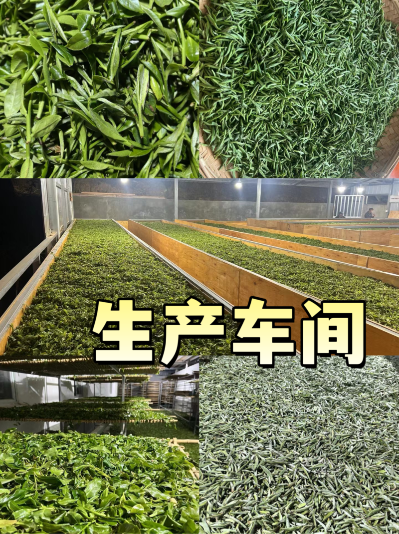 昔归古树普洱茶生茶散茶高端普洱茶推荐源头厂家