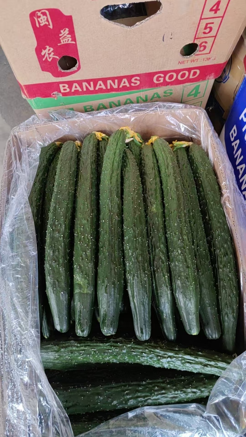 黄瓜