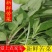 新鲜苦菜野菜败酱草野生苦菜宾馆酒店农家乐特色菜