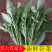 新鲜苦菜野菜败酱草野生苦菜宾馆酒店农家乐特色菜