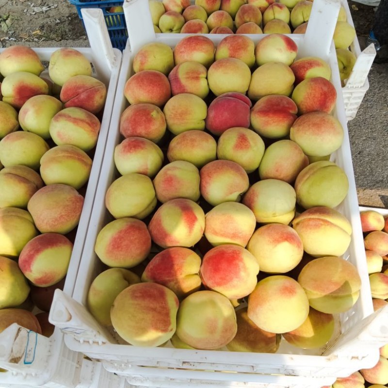 北京十四号