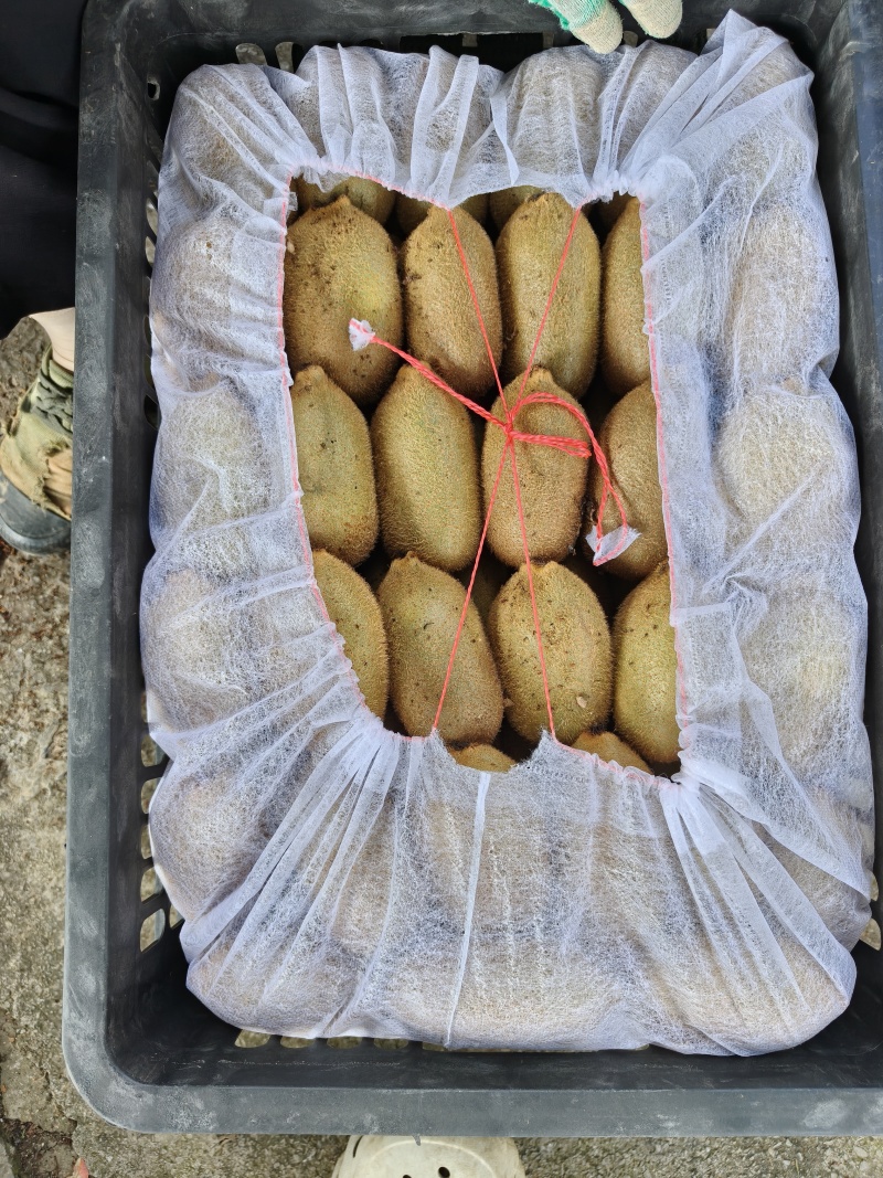 湘西永顺米良一号绿心猕猴桃东红红心猕猴桃黄心猕猴桃
