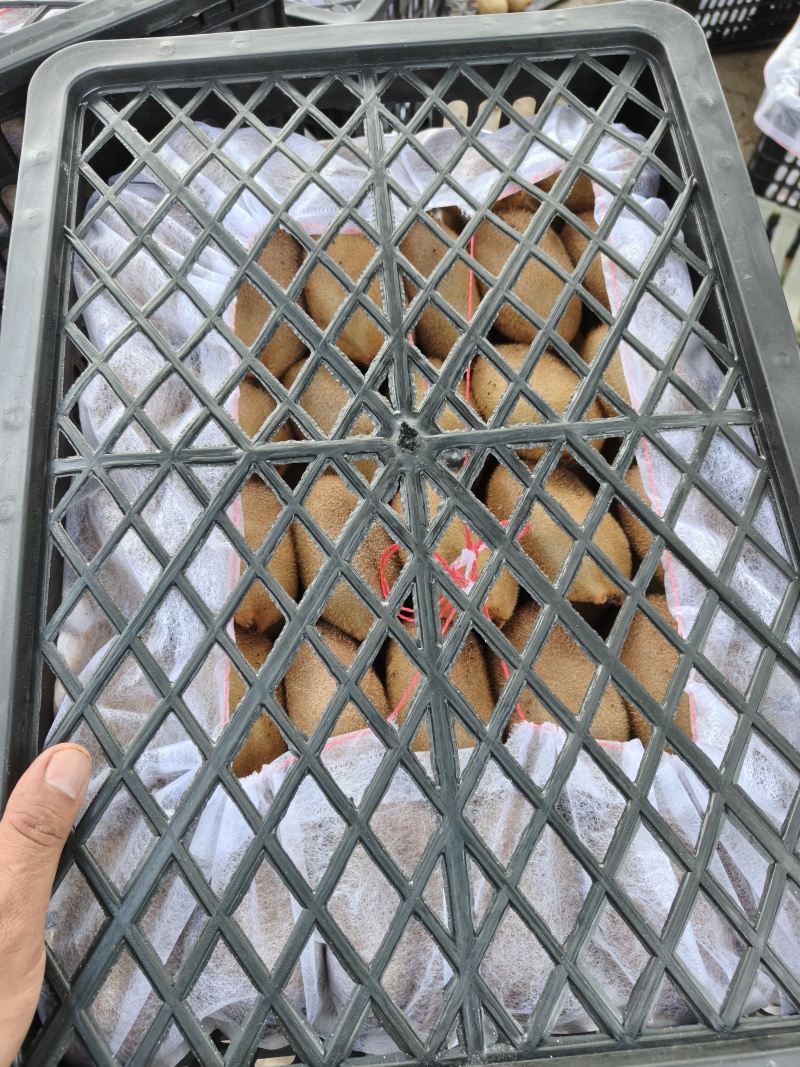 湘西永顺米良一号绿心猕猴桃东红红心猕猴桃黄心猕猴桃