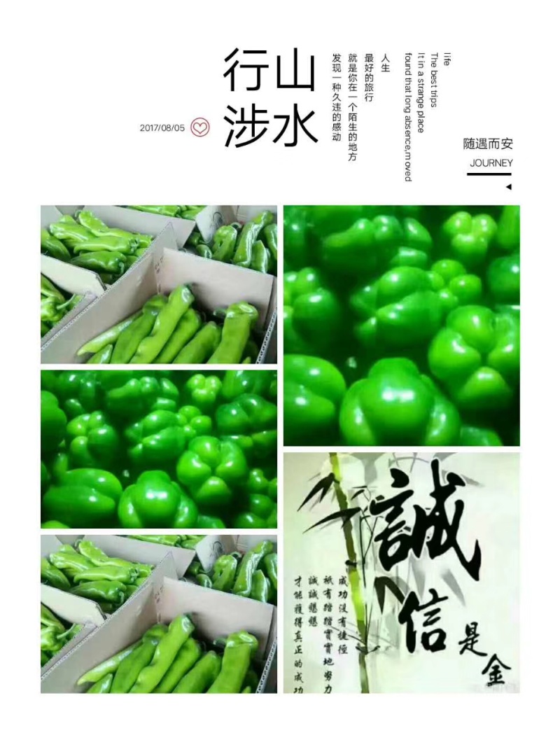 青椒八月十五号开始大量上市了，欢迎老板来电