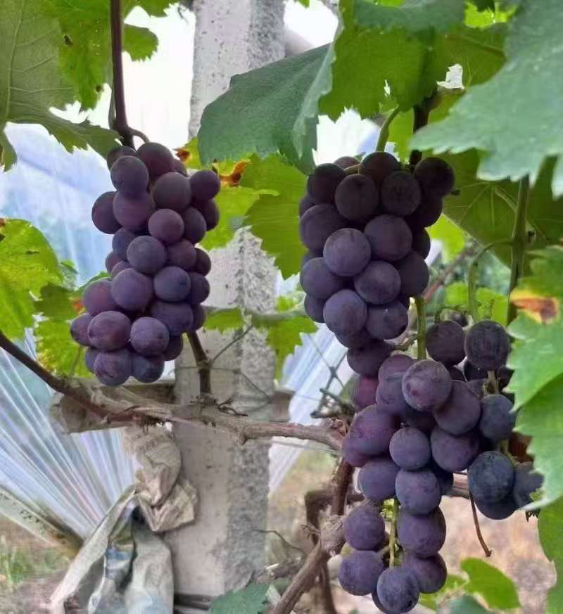 全州枧塘精品巨峰葡萄