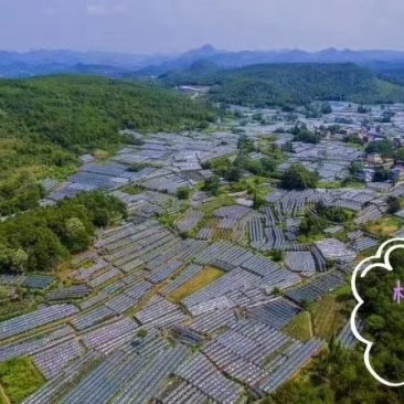 全州枧塘精品巨峰葡萄