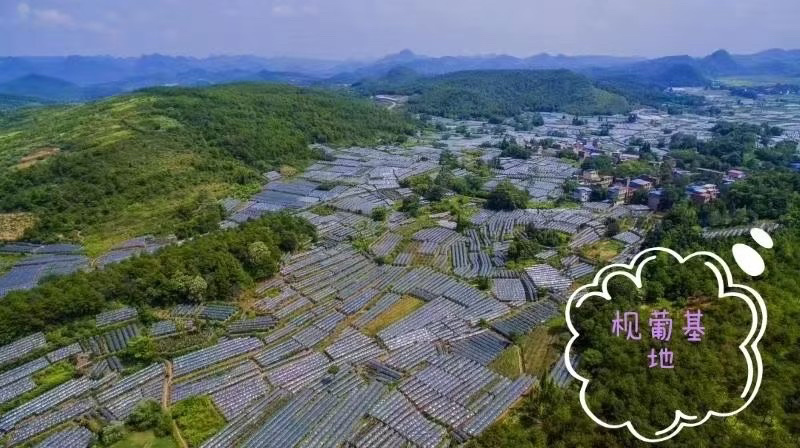 全州枧塘精品巨峰葡萄