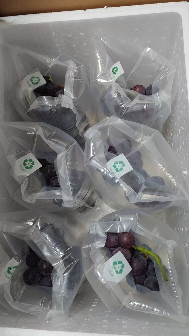 全州枧塘精品巨峰葡萄