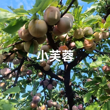 小芙蓉李已成熟上市，甜度高，果面干净