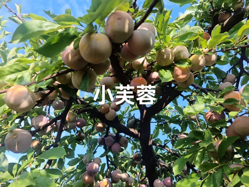 小芙蓉李已成熟上市，甜度高，果面干净