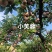 小芙蓉李已成熟上市，甜度高，果面干净
