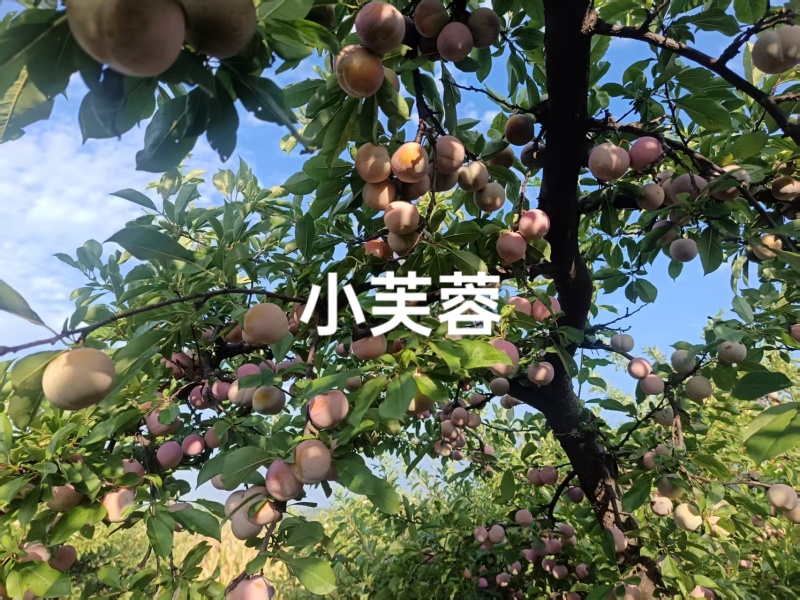 小芙蓉李已成熟上市，甜度高，果面干净