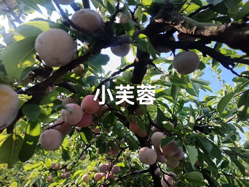 小芙蓉李已成熟上市，甜度高，果面干净