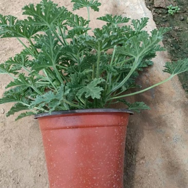 驱蚊草室内防蚊绿植香草香叶天竺葵驱虫避蚊