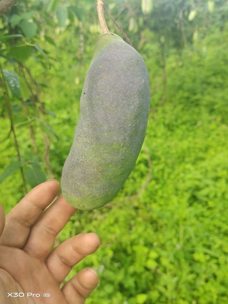 云南文山八月瓜