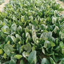 黑松菠菜种子中早熟圆叶菠菜种籽春秋大叶菠菜耐抽苔厚叶