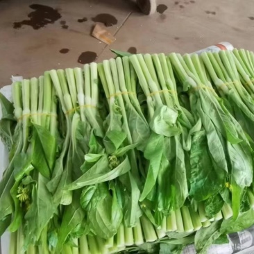 湖北精品白菜台红菜苔大量有货。