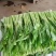 湖北精品白菜台红菜苔大量有货。