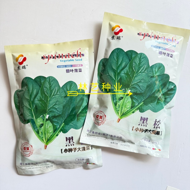 黑松菠菜种子中早熟圆叶菠菜种籽春秋大叶菠菜耐抽苔厚叶