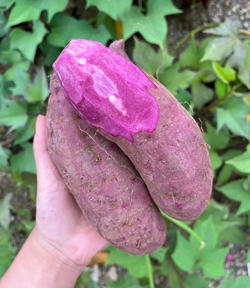 紫薯紫心电商地瓜红薯养殖红薯加工厂红薯