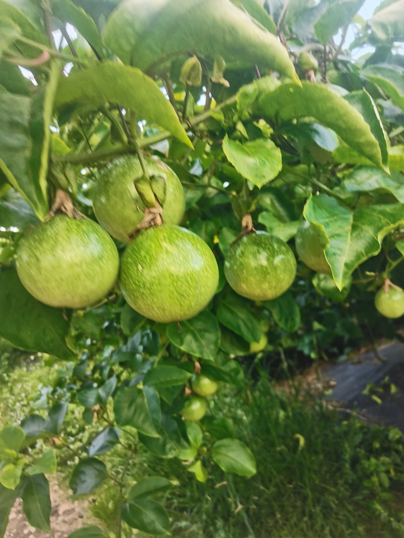 百香果