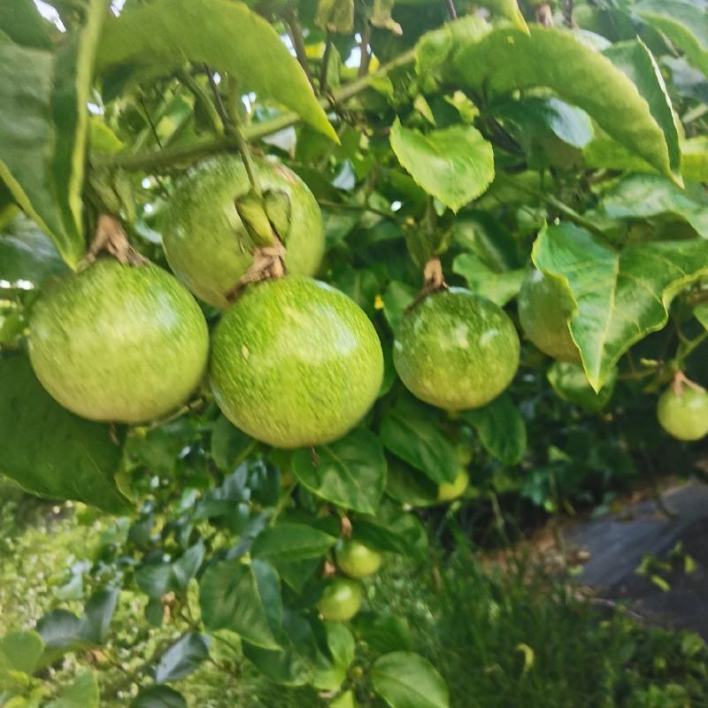 百香果