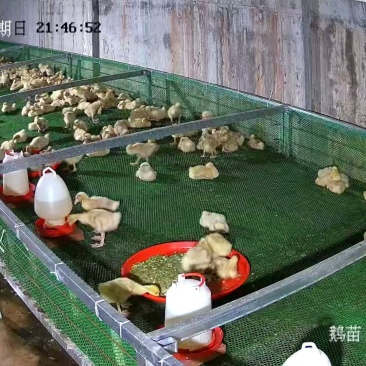 脱温鹅苗