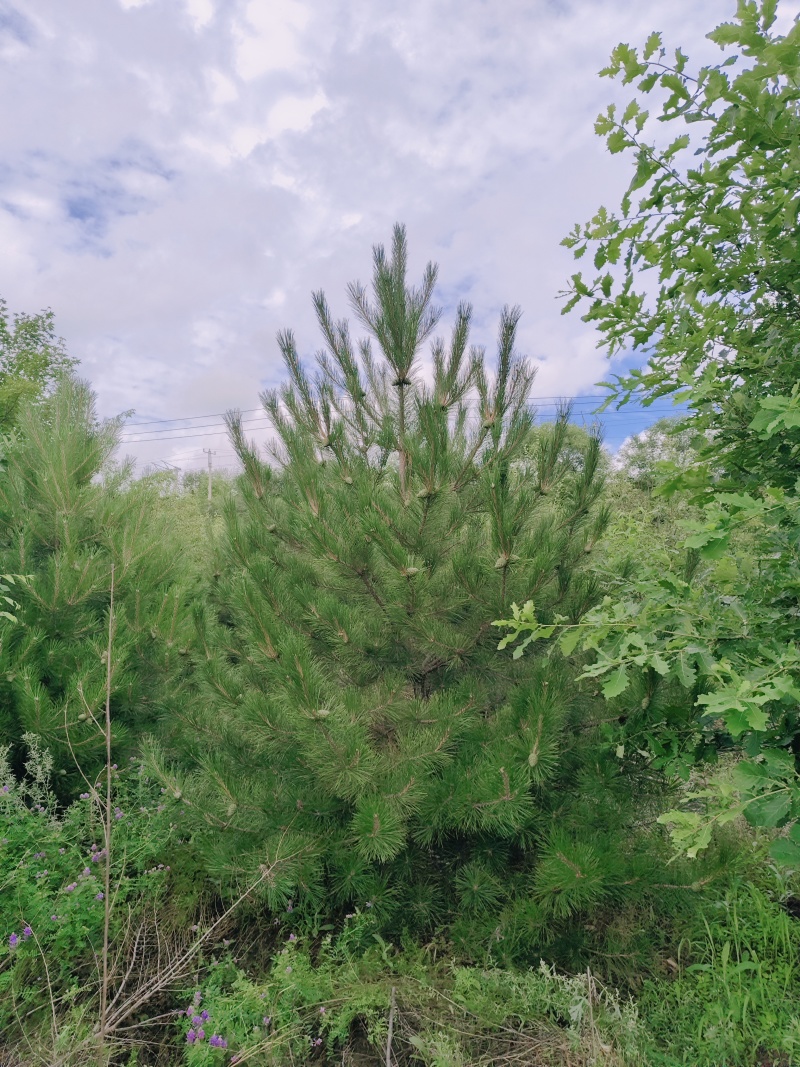 樟子松:高度0.5～5米，密枝大冠，质优价廉。