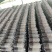 平菇菌棒基地源头现货提供技术指导