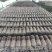 平菇菌棒基地源头现货提供技术指导