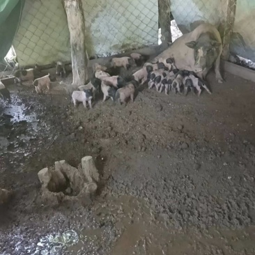 巴马香猪仔