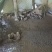 巴马香猪仔