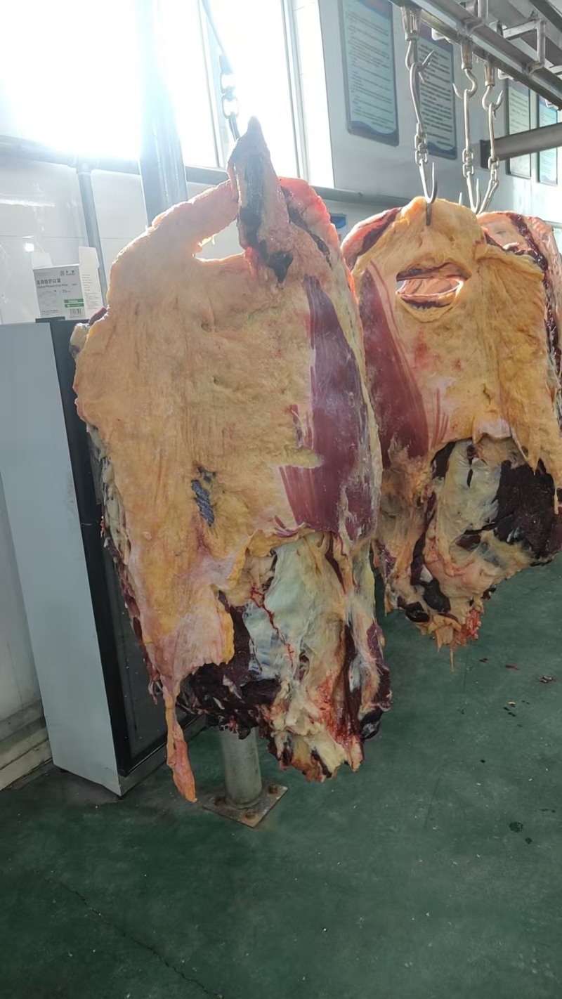 【牛排】草原放养黄牛肉排，精品五斤装、整扇的都有，手续全