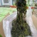 海带小包装散菜干海带湿海带盐渍海带海带结海带苗烘干全品类