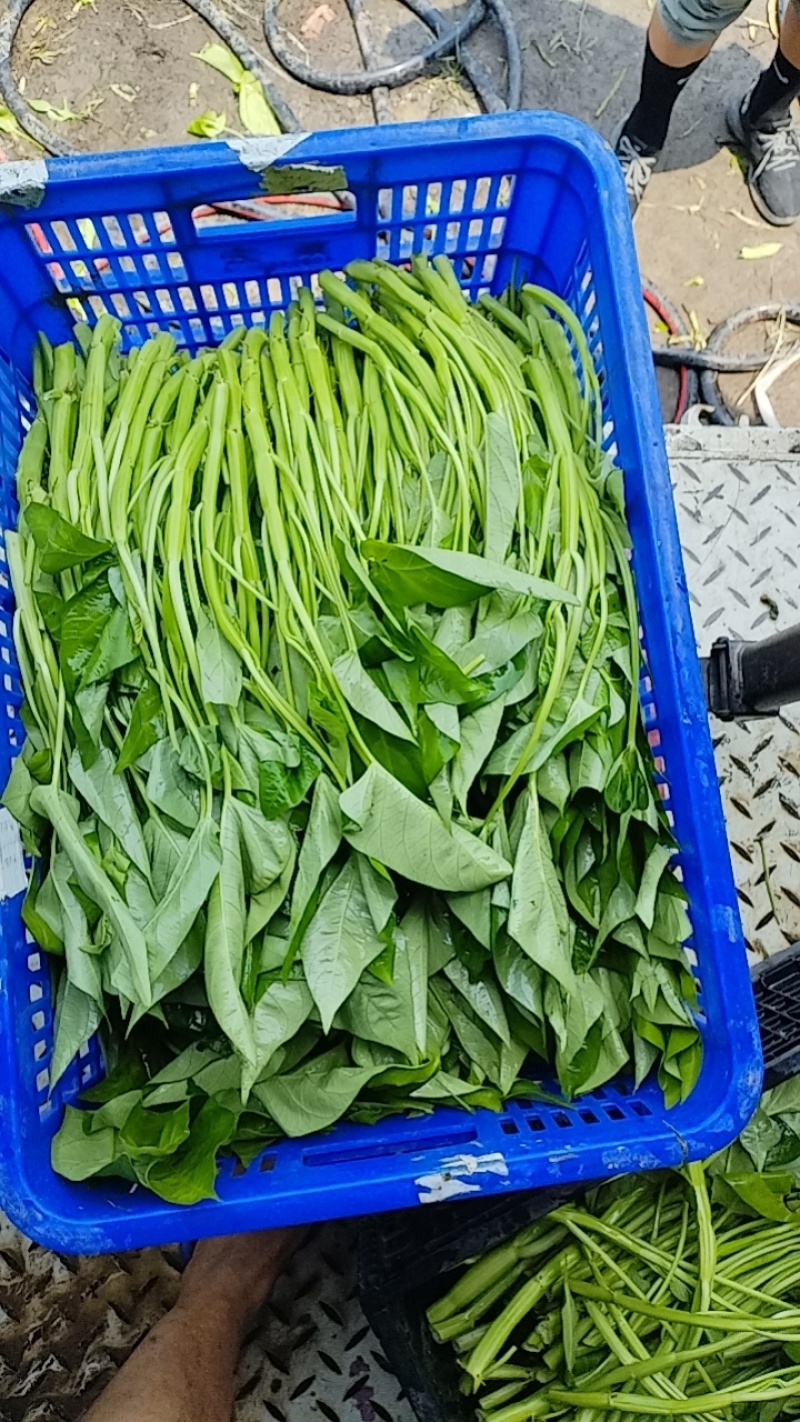露天空心菜0农残