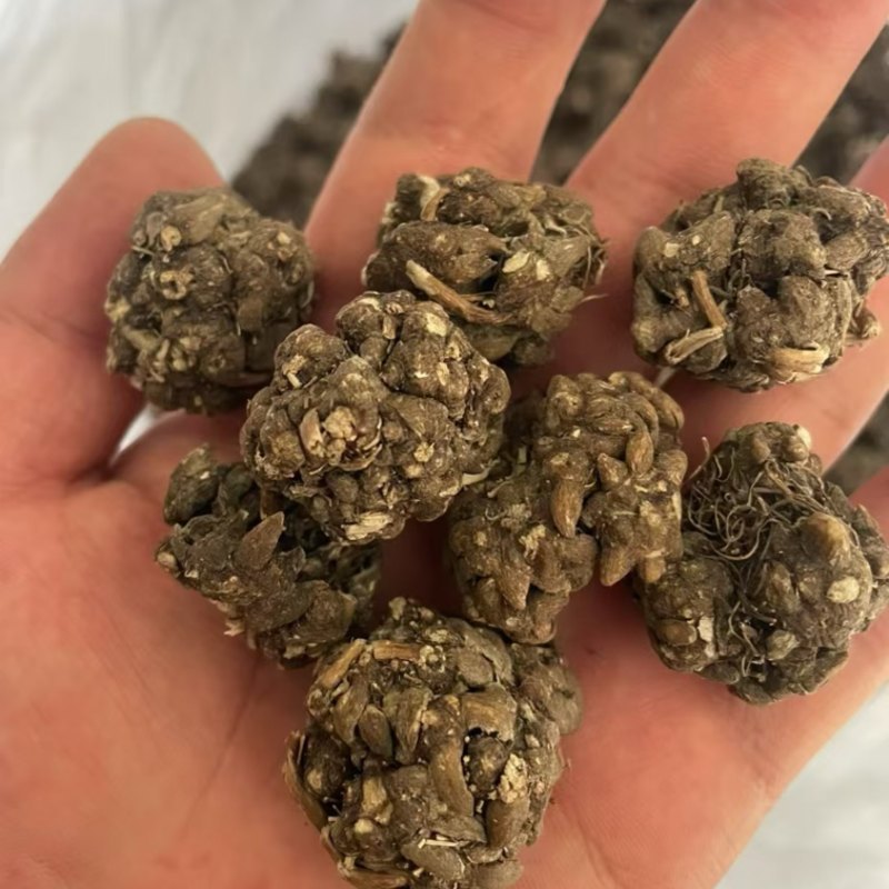 猫爪草