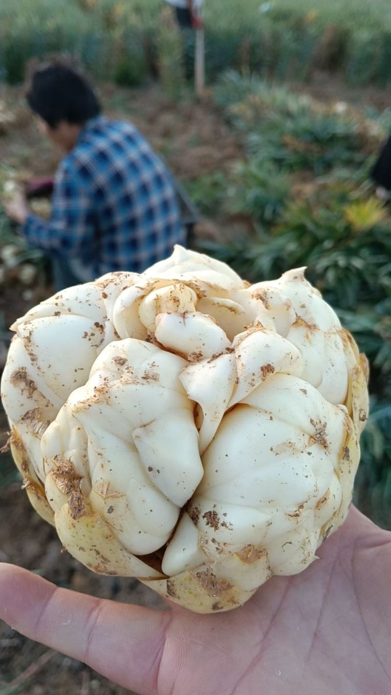 出售鲜百合，请*************
