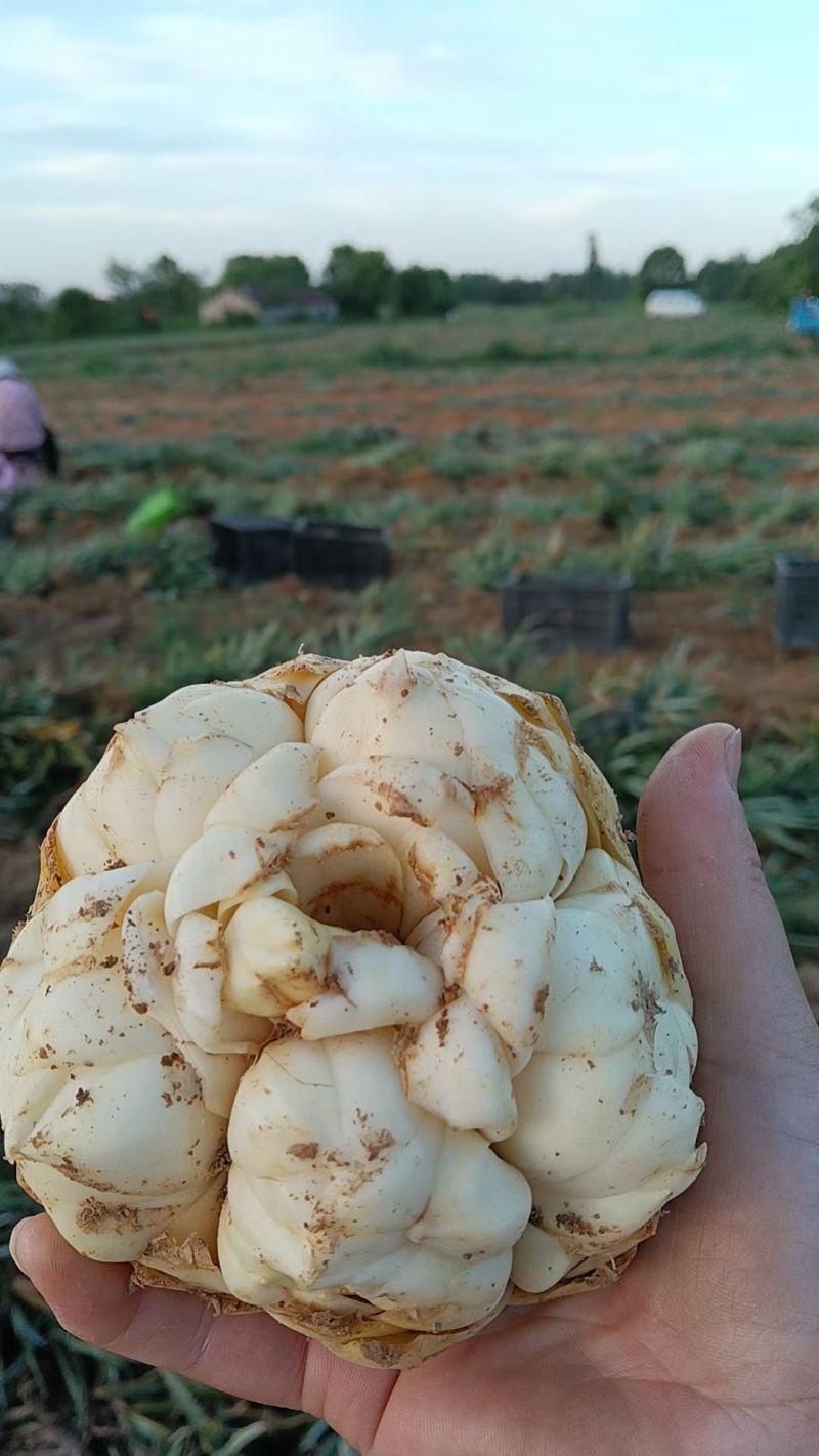 出售鲜百合，请*************
