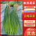 红帽蒜薹4月30号上市，无病害无斑，条形长，绿色无斑点