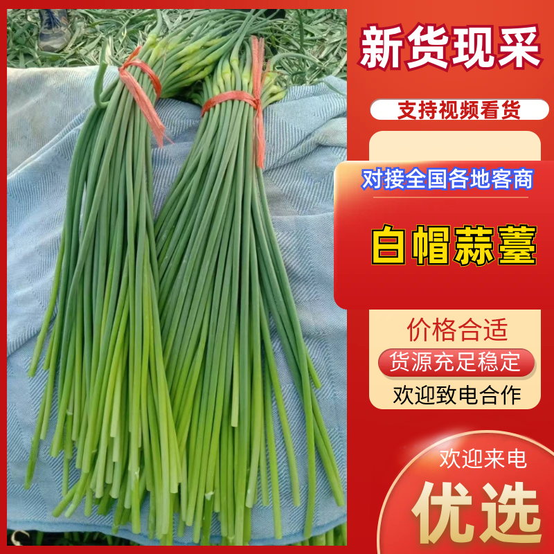 红帽蒜薹4月30号上市，无病害无斑，条形长，绿色无斑点