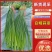 红帽蒜薹4月30号上市，无病害无斑，条形长，绿色无斑点