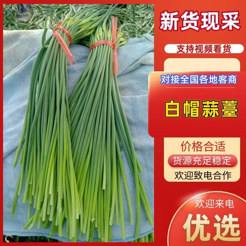红帽蒜薹4月30号上市，无病害无斑，条形长，绿色无斑点