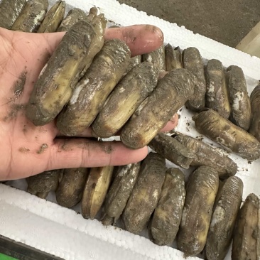 特大蛏子35个头左右海蛏双头蛏子
