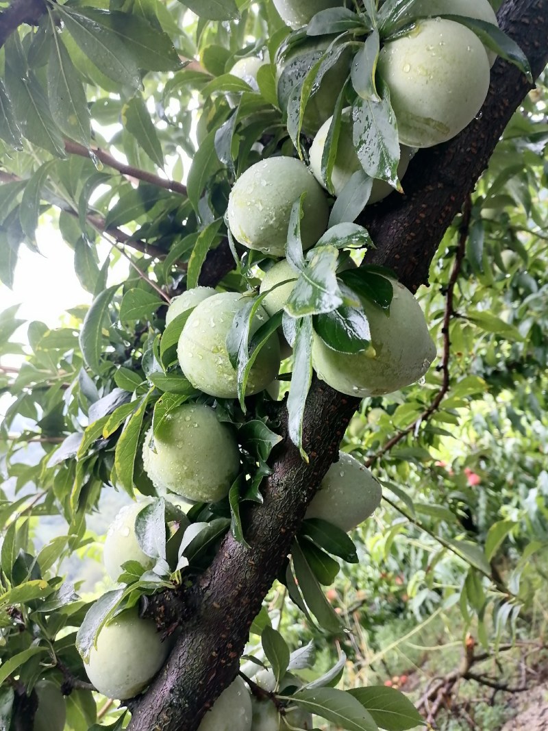 奈李，个人，糖度测试14～16，