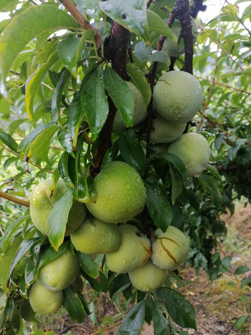 奈李，个人，糖度测试14～16，