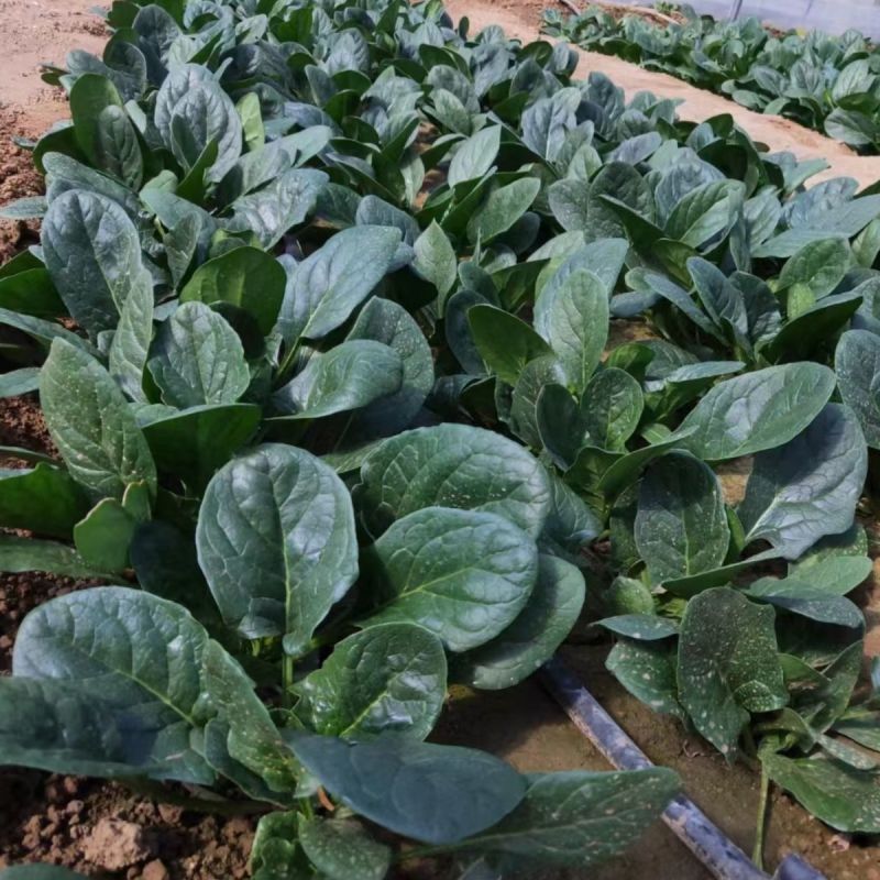 黑豹杂交墨绿圆叶菠菜种子高产抗病春秋播农家大田红根菠