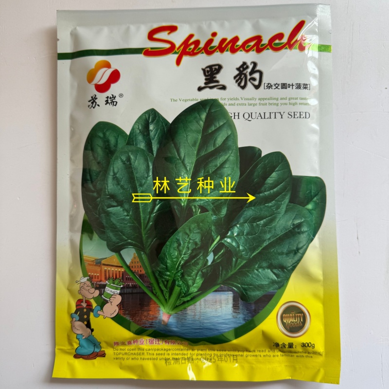 黑豹杂交墨绿圆叶菠菜种子高产抗病春秋播农家大田红根菠
