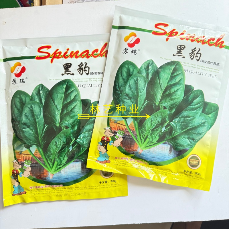 黑豹杂交墨绿圆叶菠菜种子高产抗病春秋播农家大田红根菠