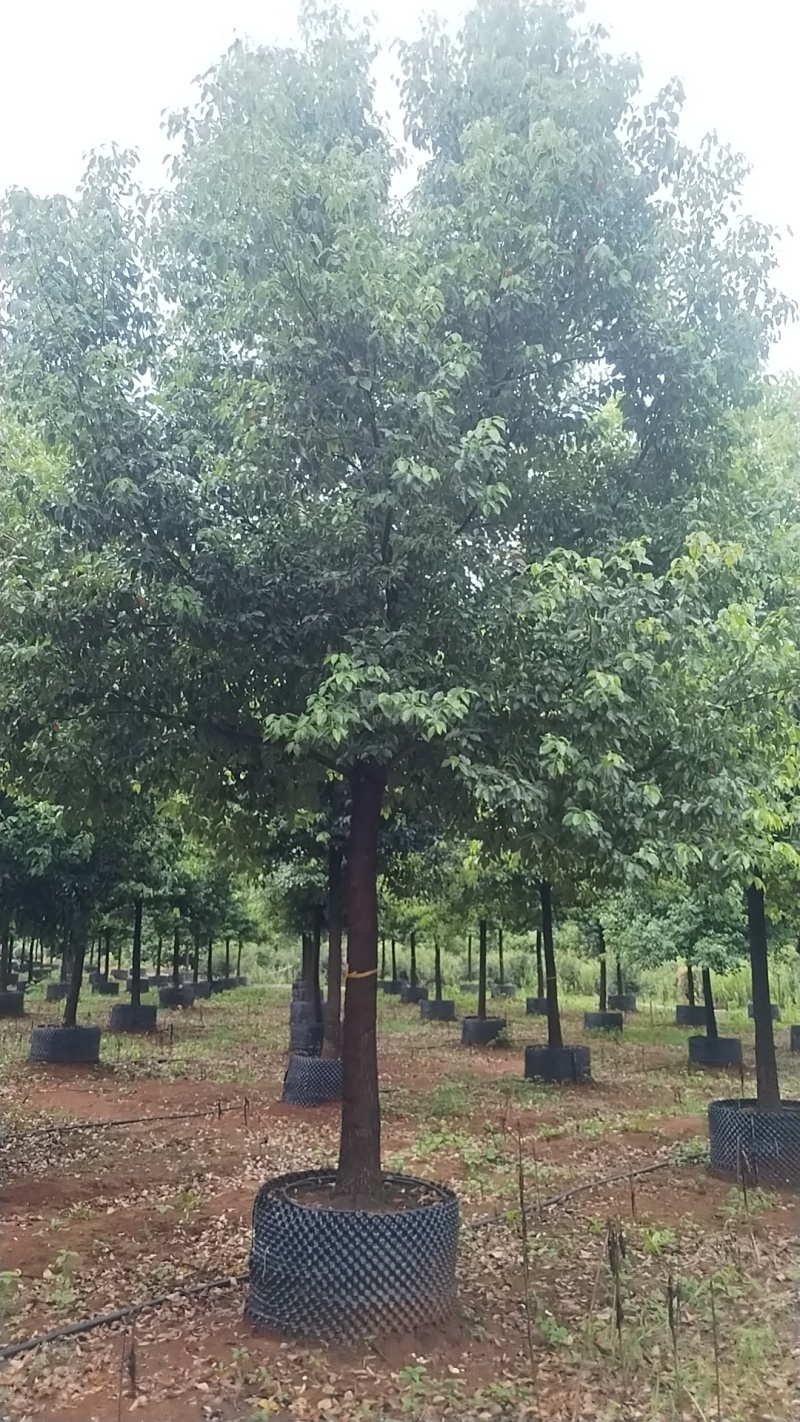 香樟控根器