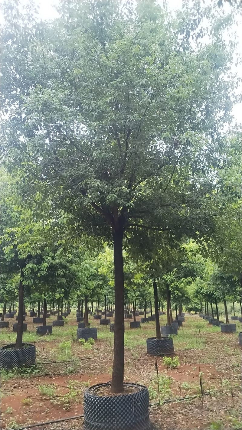 香樟控根器